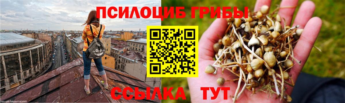 Псилоцибиновые грибы Psilocybine cubensis Фрязино